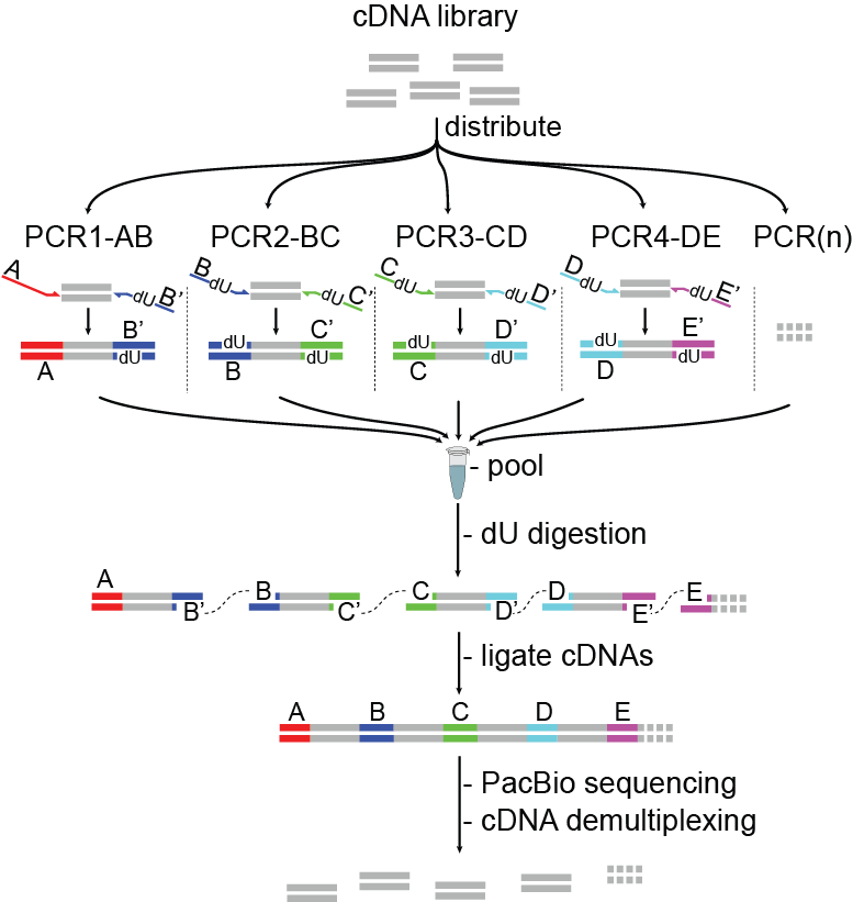 mas-seq workflow