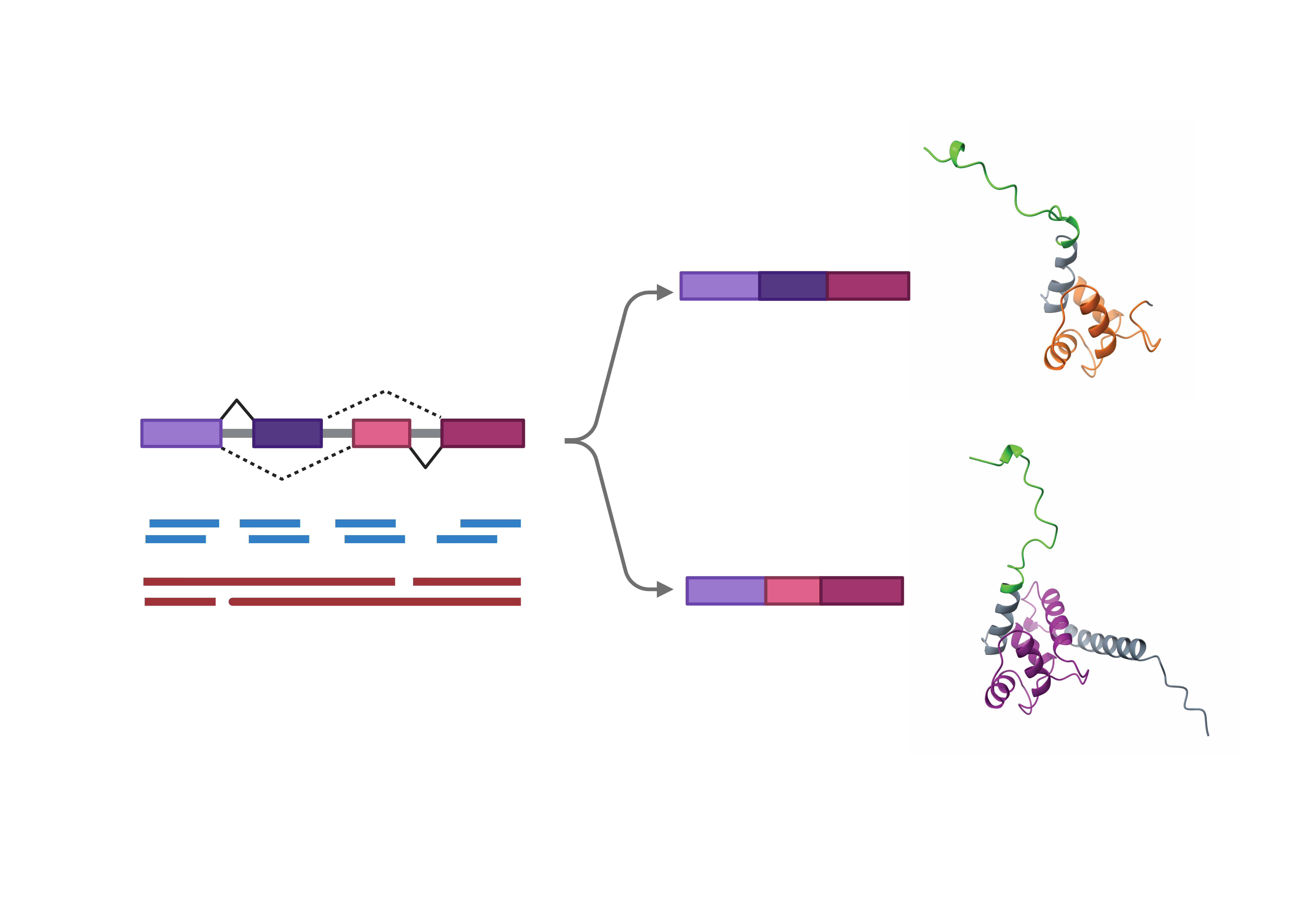 Splicing and proteoforms