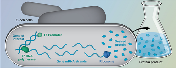 An illustration of the T7 Expression System
